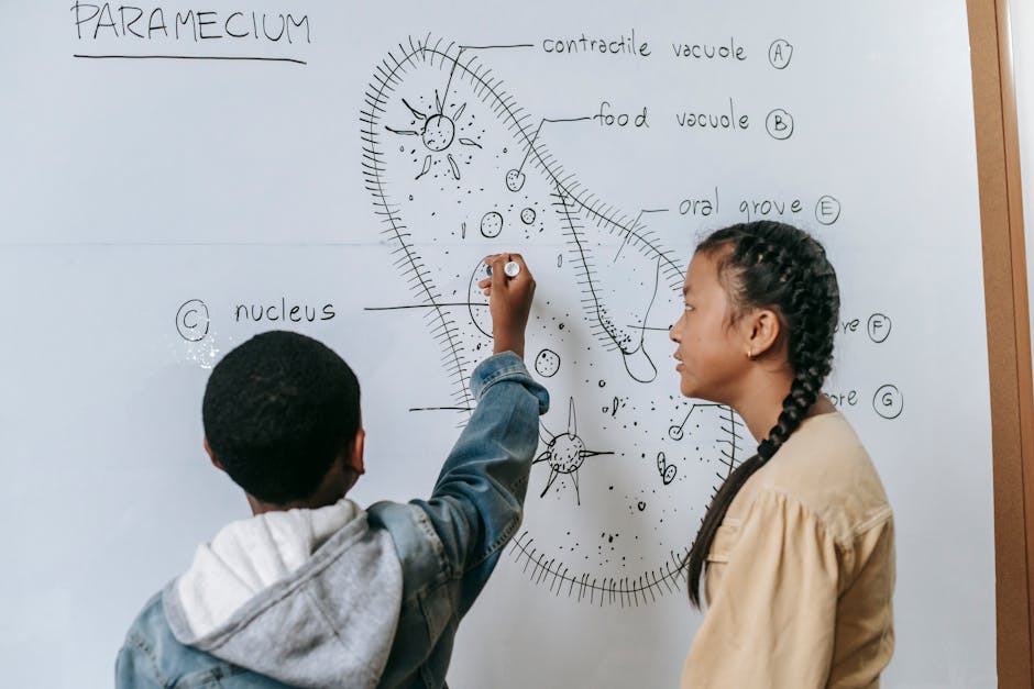 Back view of multiethnic boy and girl drawing Ciliate structure with marker on whiteboard in classroom